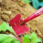 Using Gypsum as Soil Amendment for Gardening and Farming