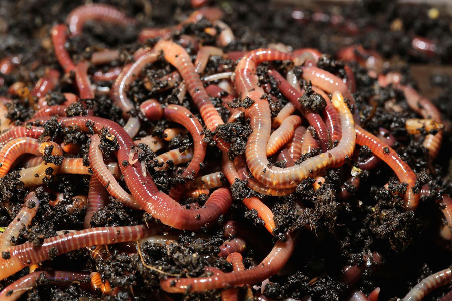 Worm Composting Bin